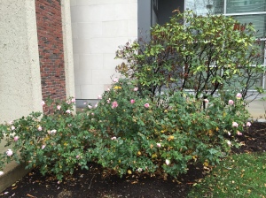 Roses in bloom outside the Harvard University Museum